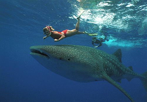  photo whale-shark_zps0eeb08ad.jpg