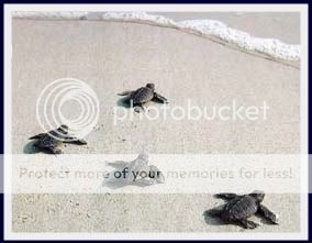 Mexico Beach Sea Turtle eggs