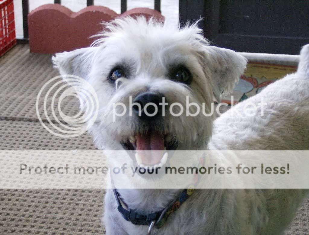 Pictures of your dogs! | LTers with dogs | LibraryThing | LibraryThing