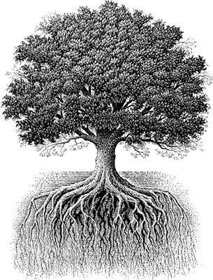 OAK TREE AND ROOTS